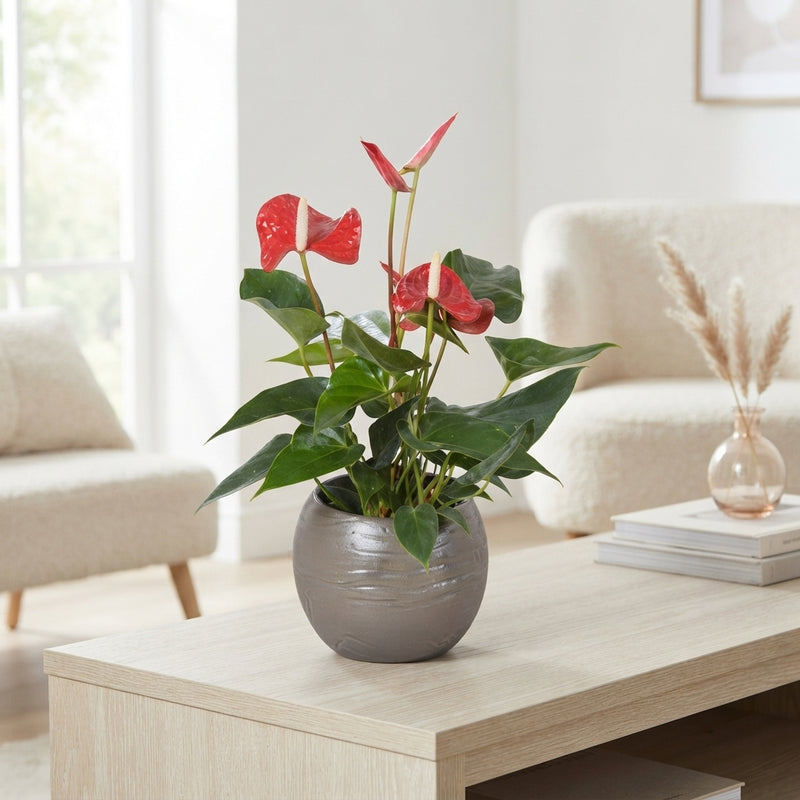 Mixed Anthurium Houseplant – 11cm Pot, 30cm Height