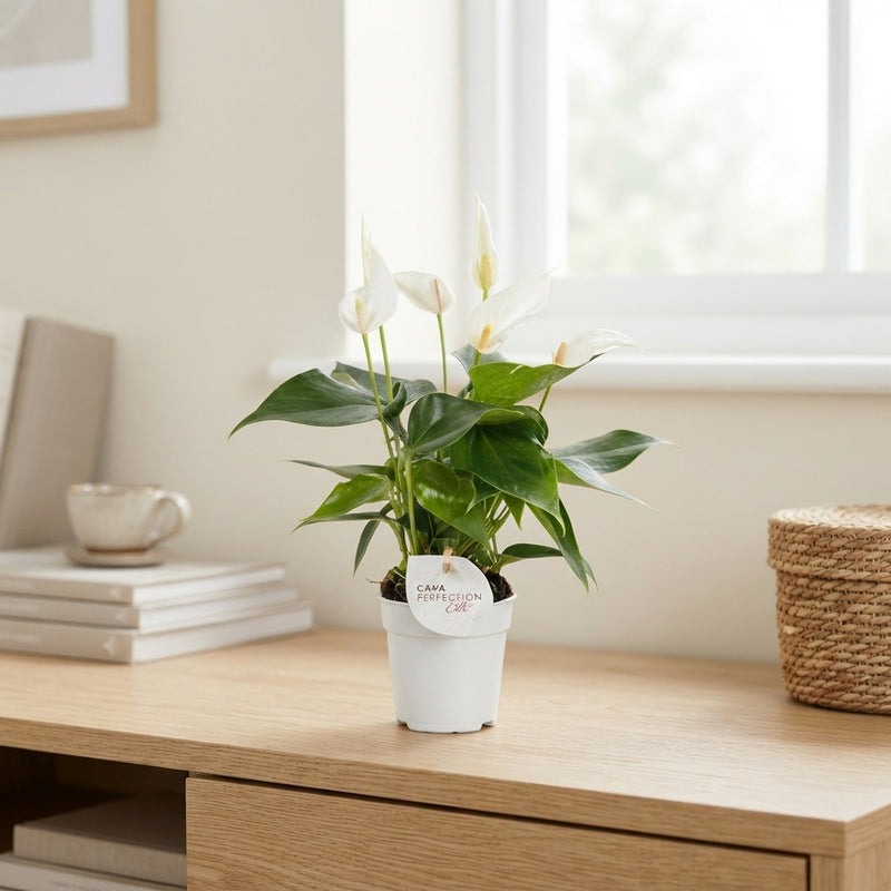 Mixed Anthurium Houseplant – 9cm Pot
