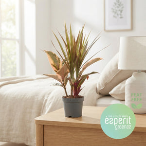 Mixed Green Houseplant – 8.5cm Pot