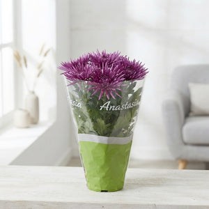 Mixed Chrysanthemum ‘Anastasia’ – 12cm Pot
