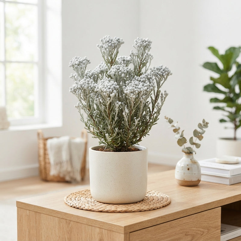 Silver Waxflower Decorative Stems – Pack of 8