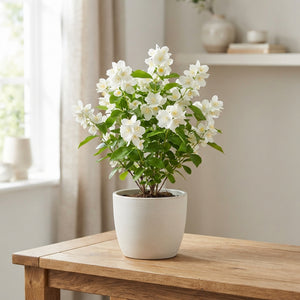 White Waxflower Decorative Stems