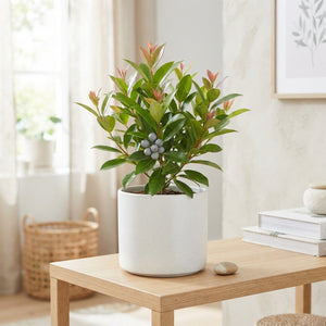 Grey Wax Apple Decorative Branches – 30 Stems