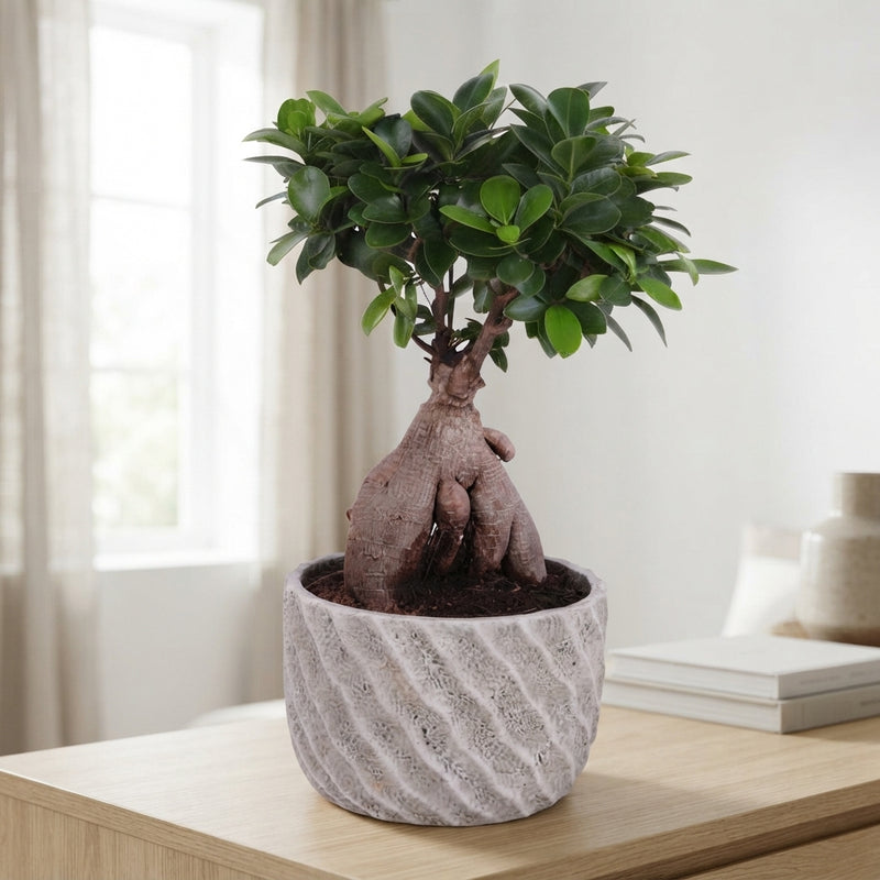 Ficus Ginseng Bonsai – 20cm Pot, 45cm High
