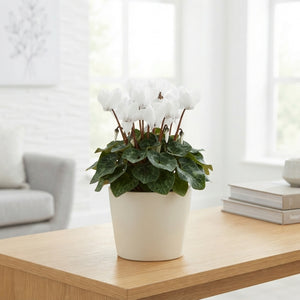 Pure White Small-Flowered Cyclamen (Cyclamen persicum) – 9cm Pot