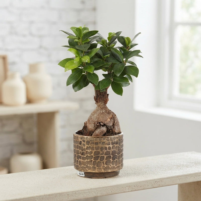 Ficus Ginseng Bonsai Ball – 10cm Pot, 30cm Height