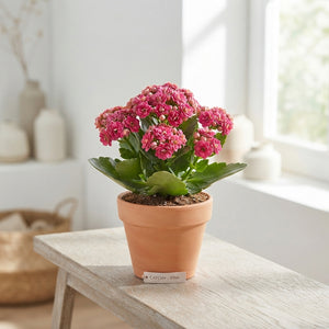 Mixed Double Kalanchoe – 10.5cm Pot