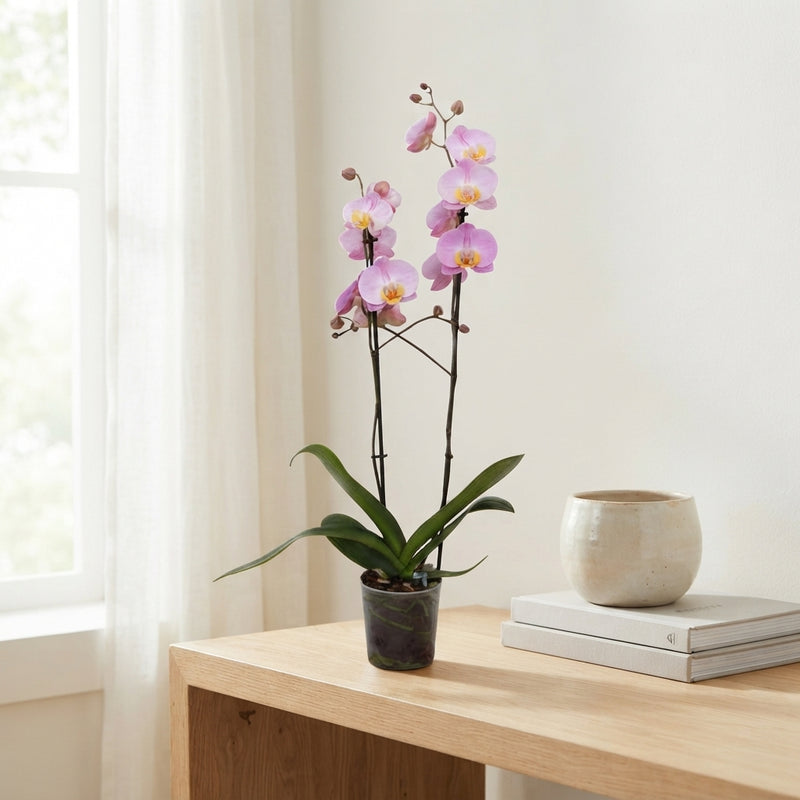 Pink Phalaenopsis Orchid – 12cm Pot, 2 Stems