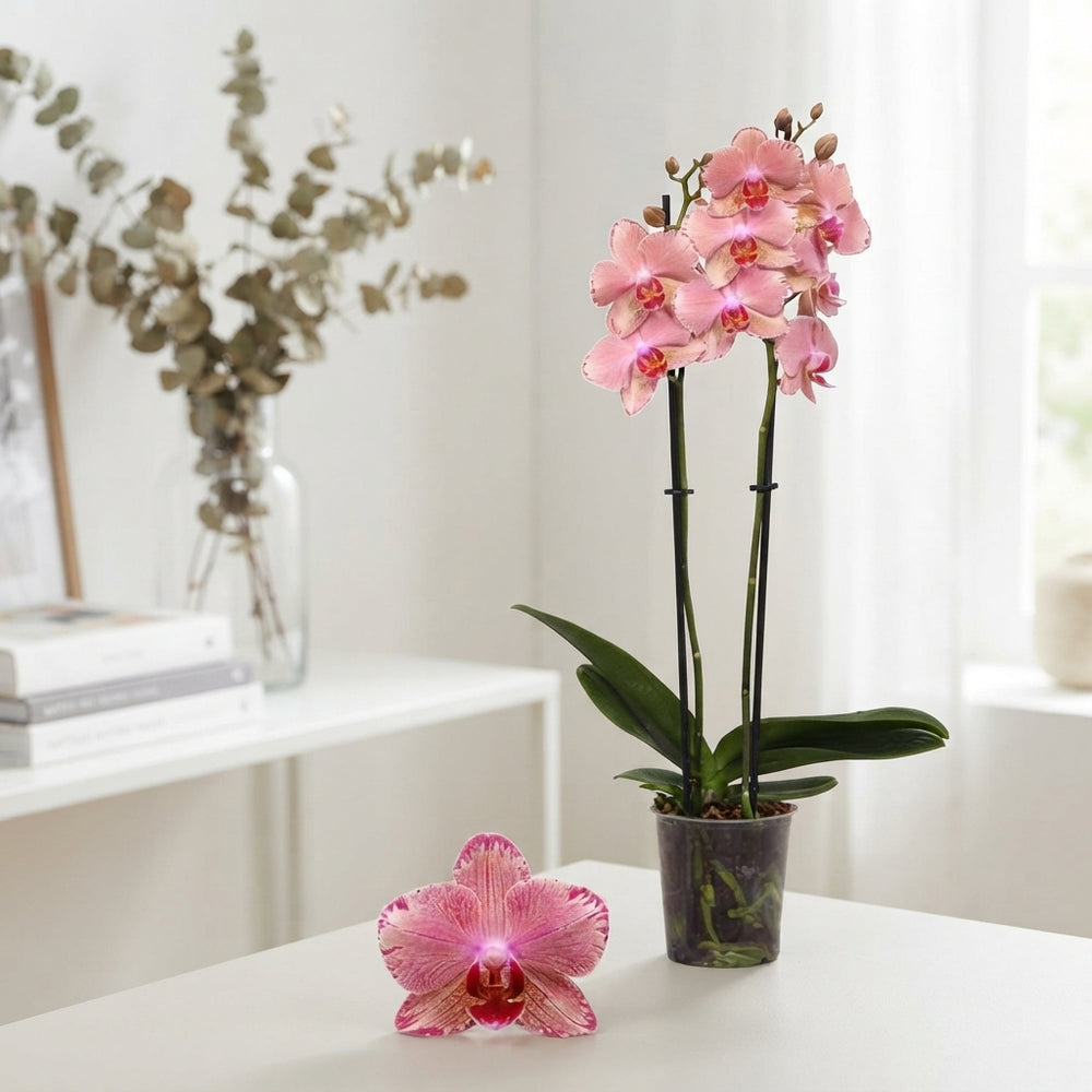 Orange Phalaenopsis Orchid ‘Pirate Picotee’ – 12cm Pot