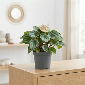 Peperomia argyreia Watermelon Plant – 17cm Pot