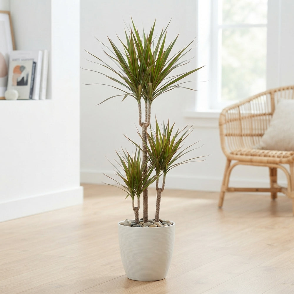 Dragon Tree (Dracaena marginata) – 21cm Pot, 130cm Tall