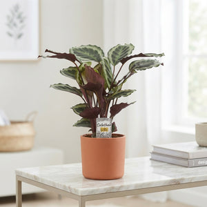 Mixed Calathea Houseplant – 19cm Pot, 60cm Height