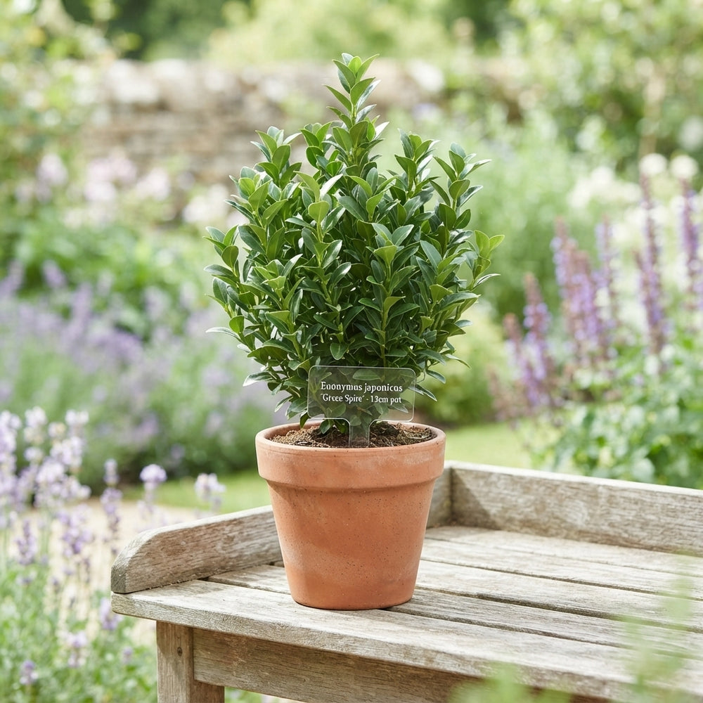 Japanese Euonymus (Euonymus japonicus) – 13cm Pot