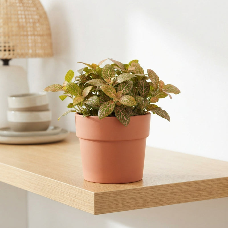 Fittonia ‘Skeleton’ Nerve Plant – 8.5cm Pot