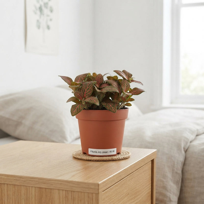 Fittonia 'Joly Josan' Nerve Plant – 8.5cm Pot