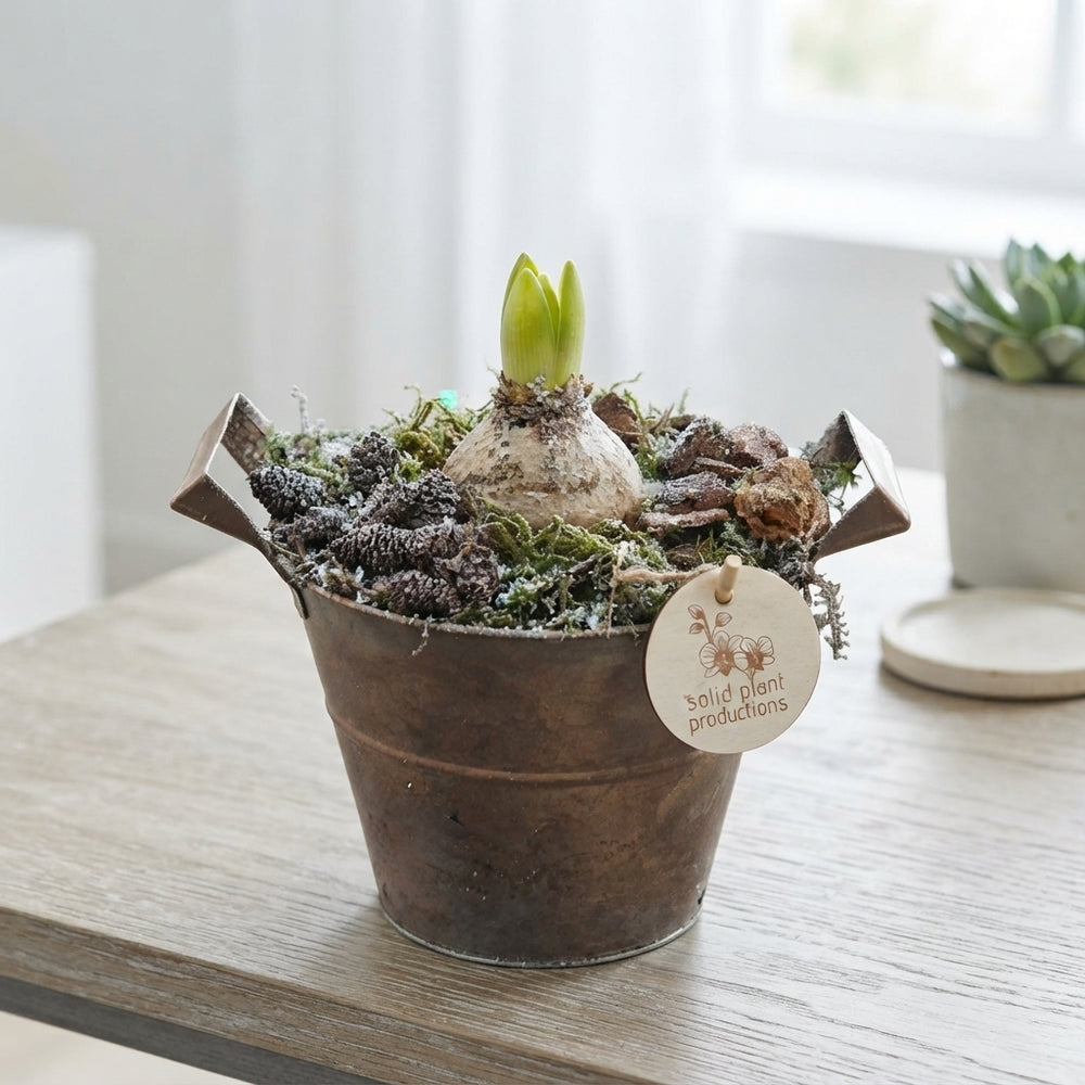 Hyacinth Arrangement in Antique Zinc Pot – 16cm
