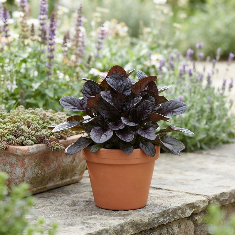 Ajuga Mixed Garden Plant – 12cm Pot