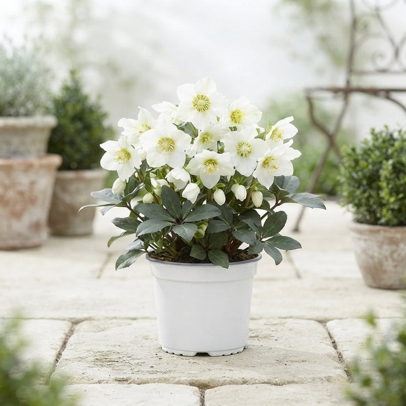 White Helleborus 'Christmas Carol' – 17cm Pot
