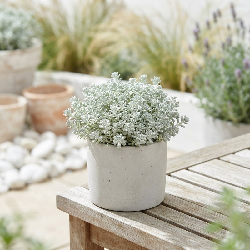 Cape Blanco Sedum – 12cm Pot