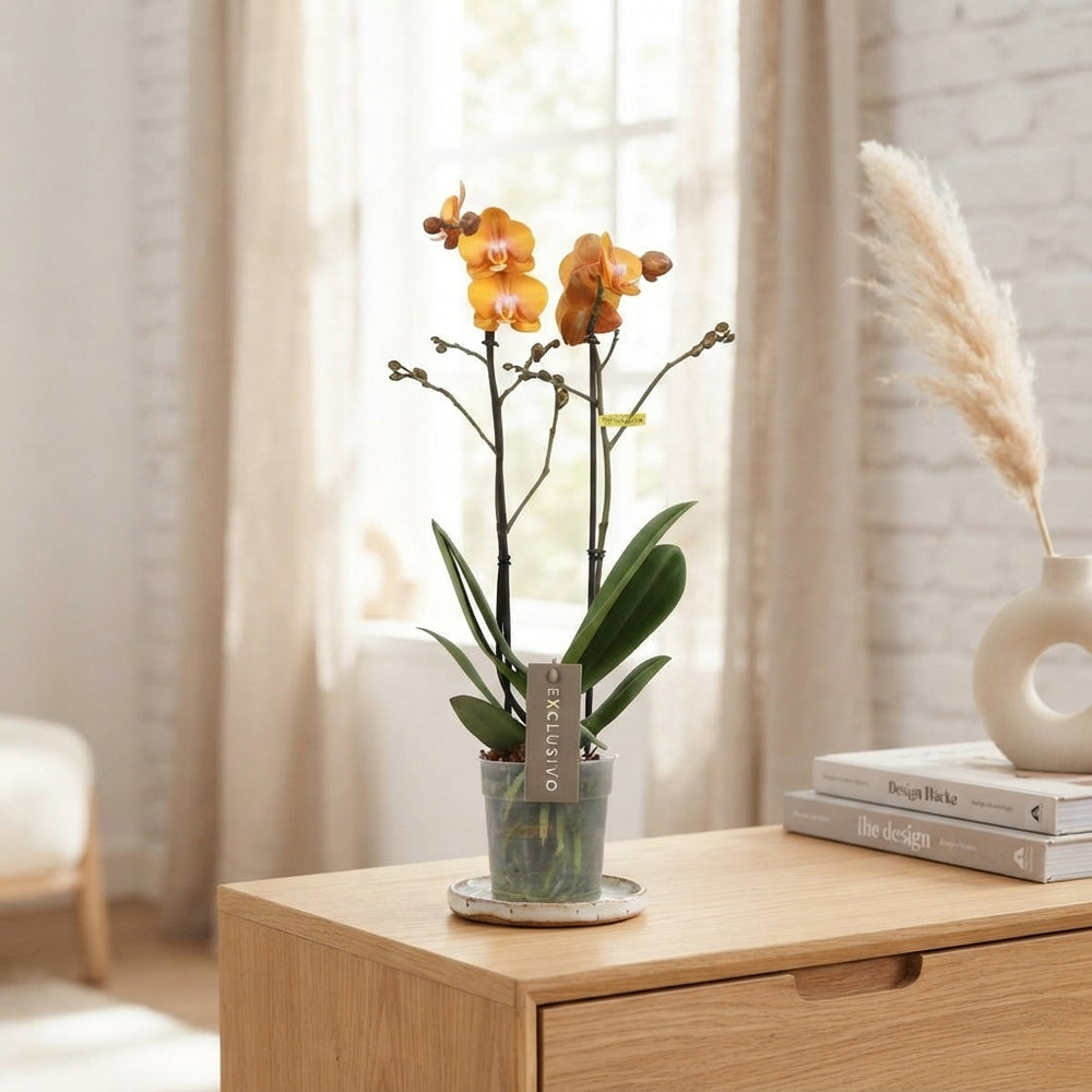 Orange Phalaenopsis Orchid ‘Las Vegas Gold’ – 12cm Pot