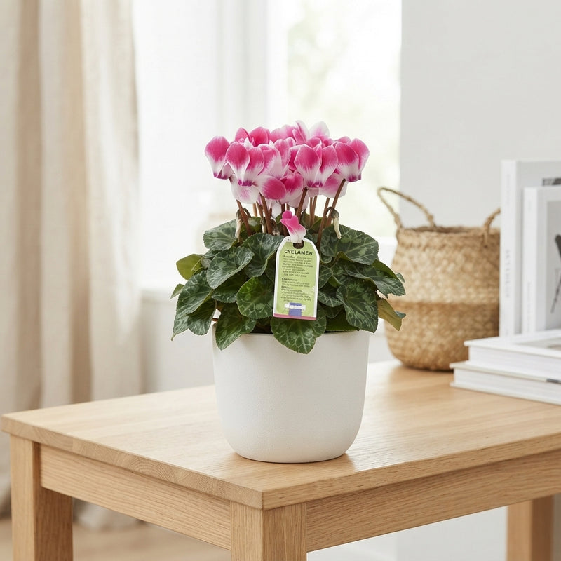Two-Tone Cyclamen persicum Midi – 13cm Pot