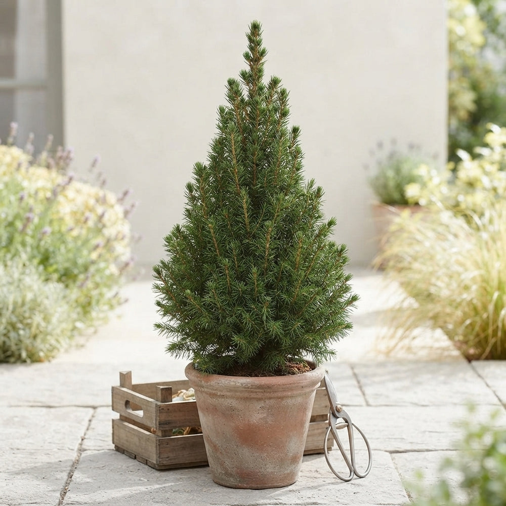 Picea Christmas Tree – 26cm Pot, 100cm High