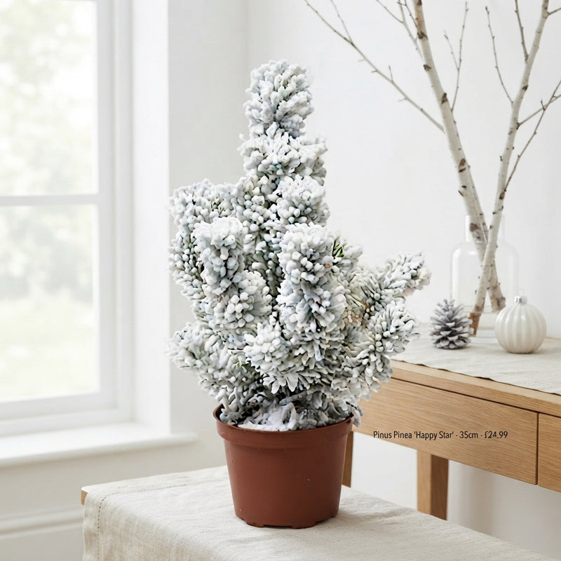 Happy Star Pine (Pinus pinea) – 10.5cm Pot