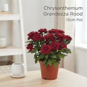 Red Chrysanthemum (Chrysanthemum indicum) – 13cm Pot