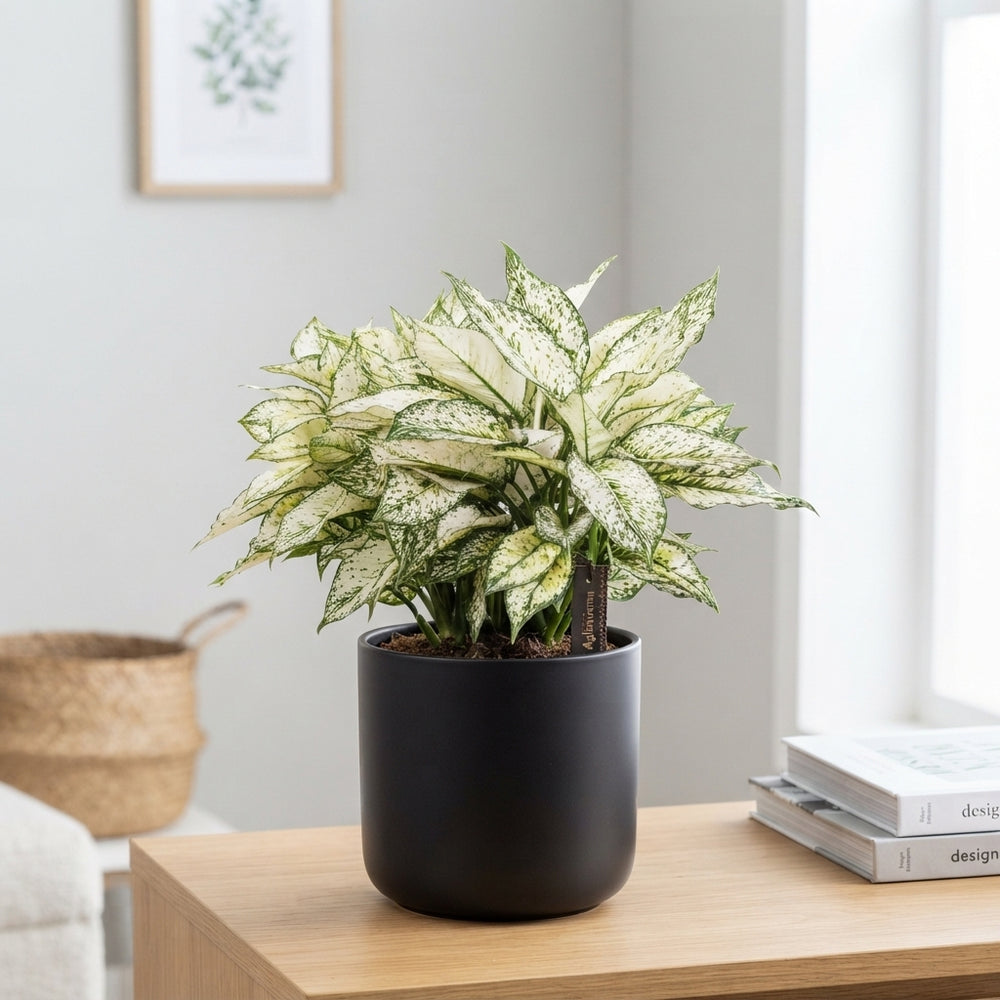 Aglaonema White Kiwi – 19cm Pot, Approx. 40cm High