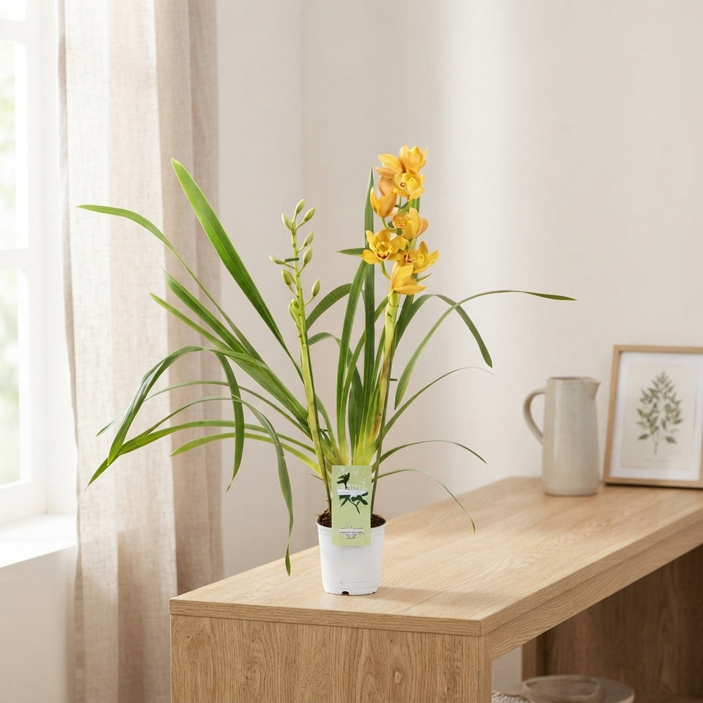 Mixed Cymbidium Orchid – 12cm Pot, Approx. 50cm