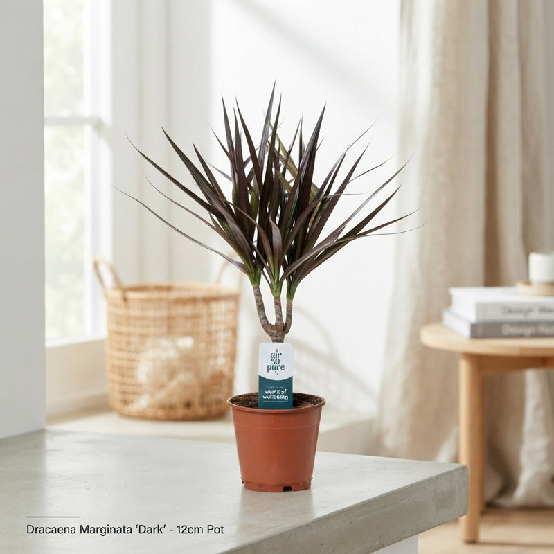 Dracaena Marginata Houseplant – 12cm Pot, 40cm High