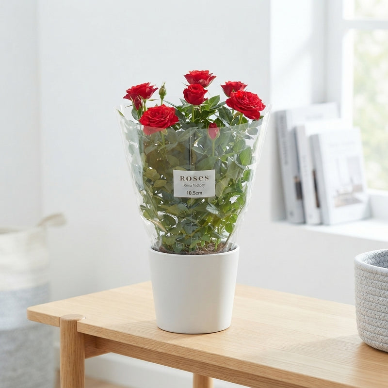 Mixed Rose Plant (Rosa) – 10.5cm Pot