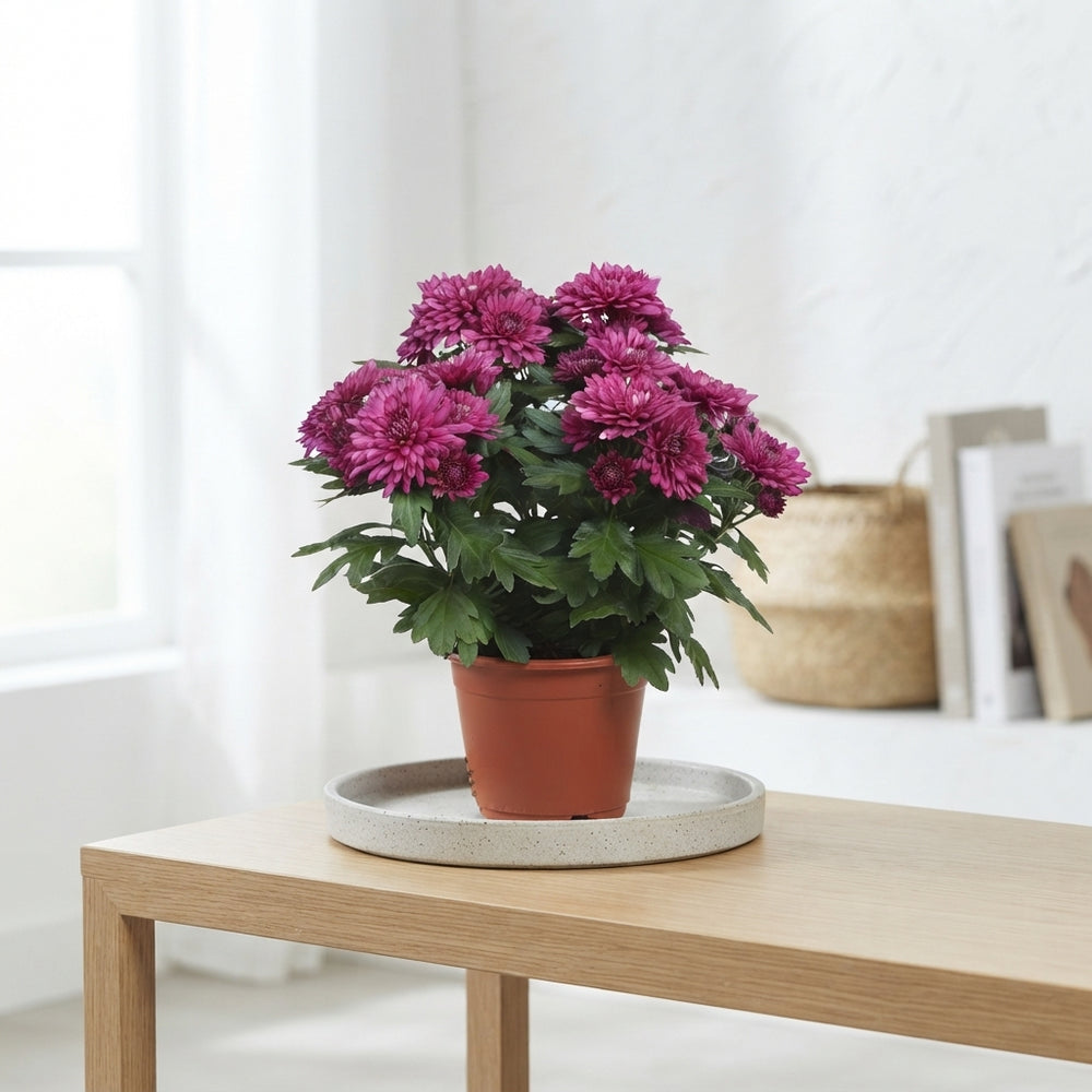 Purple Chrysanthemum (Chrysanthemum indicum) – 13cm Pot