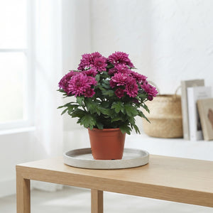 Red Chrysanthemum (Chrysanthemum indicum) – 13cm Pot
