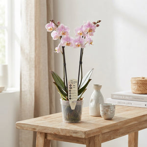 Phalaenopsis Orchid ‘Corolla Beach’ – 12cm Pot