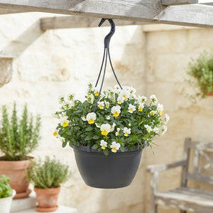 Trailing Viola ‘End Gem’ – 25cm Hanging Pot