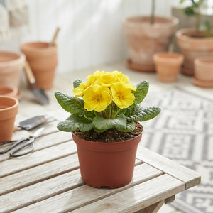 Primula Acaulis Mix – 10.5cm Pot