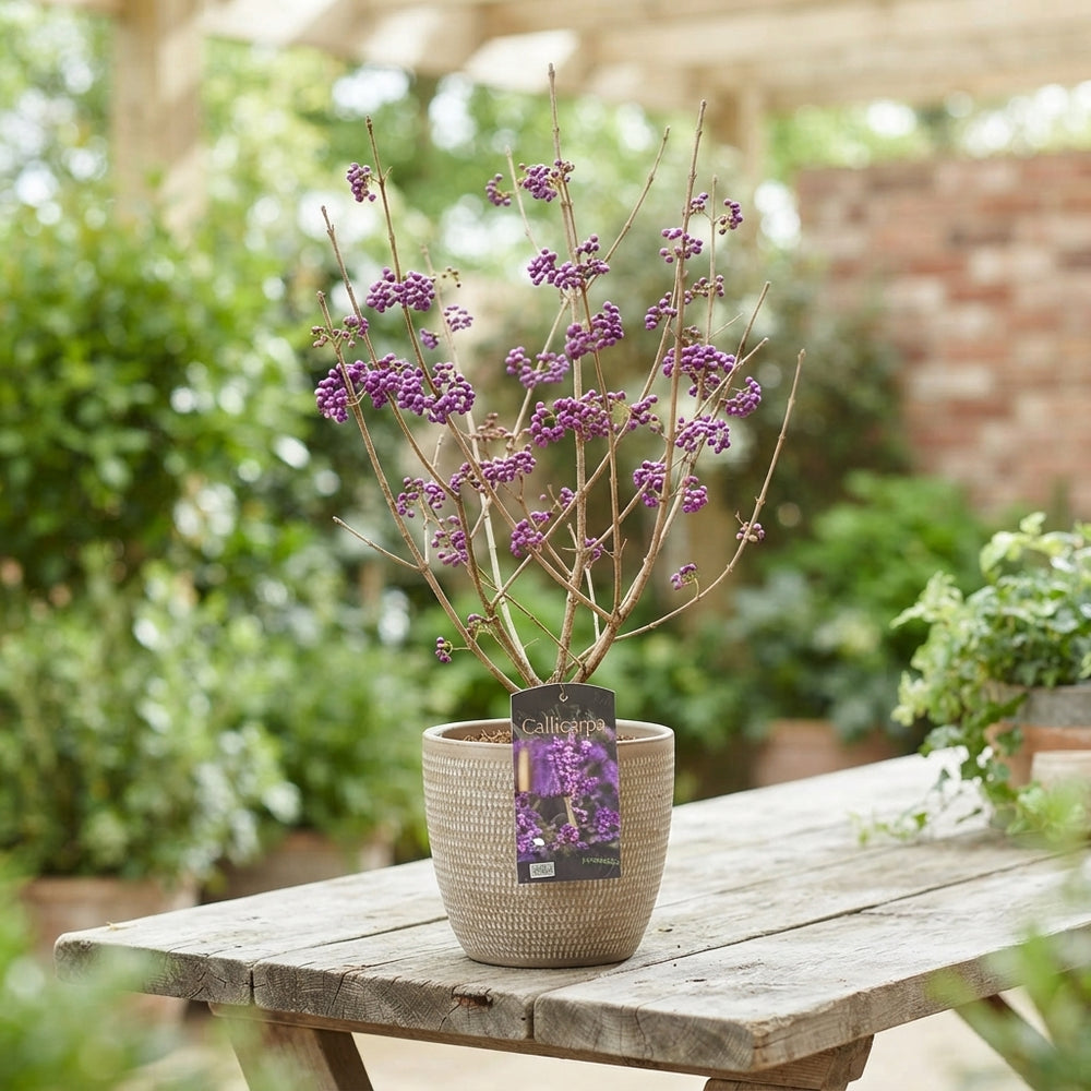 Beautyberry ‘Profusion’ (Callicarpa bodinieri) – 19cm Pot