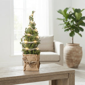 Picea ‘Jutte’ LED Light – 14cm Pot, 45cm High