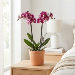 Mixed Phalaenopsis Orchid – 12cm Pot, 55cm High