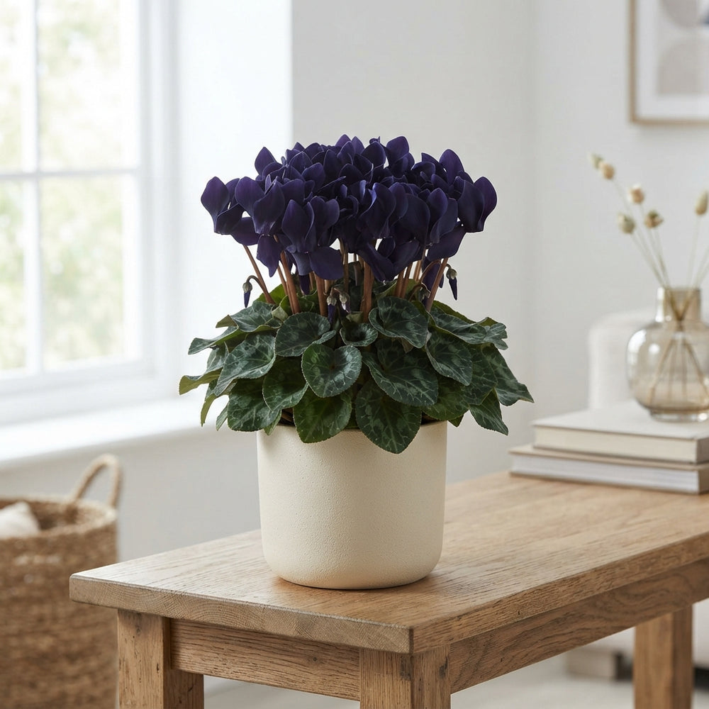Dark Blue Cyclamen persicum – 10.5cm Pot
