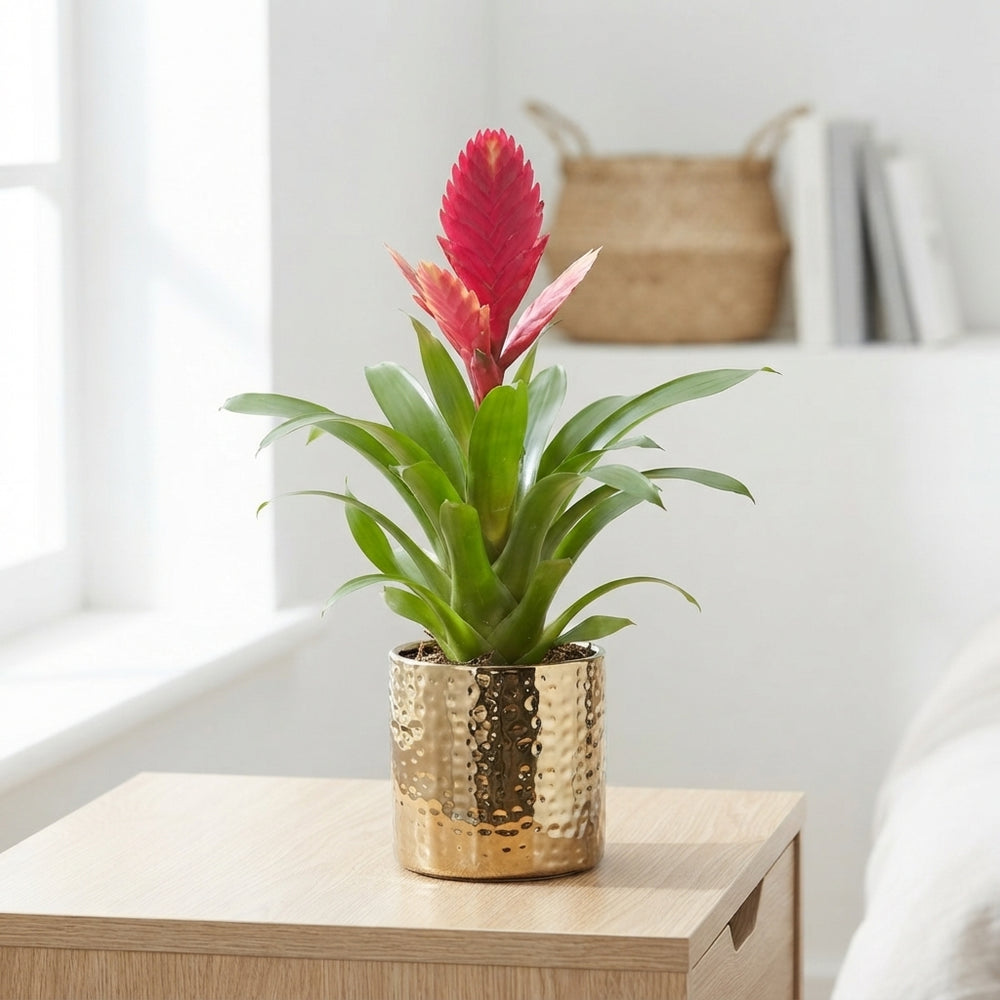 Mixed Bromeliad ‘Nadia’ – 13cm Ceramic Pot