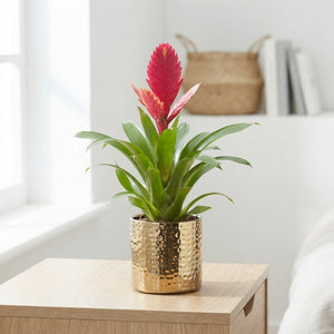 Mixed Bromeliad ‘Nadia’ – 13cm Ceramic Pot