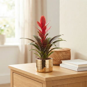 Mixed Bromeliad in Red Ceramic Pot – 10.5cm