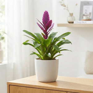 Purple Vriesea Bromeliad – 12cm Pot, 45cm High