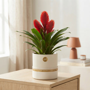 Red Vriesea Poelmanii 'Anna' – 12cm Pot