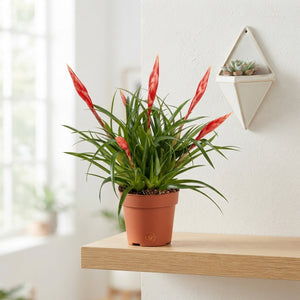 Red Vriesea ‘Astrid’ Multiflower – 12cm Pot