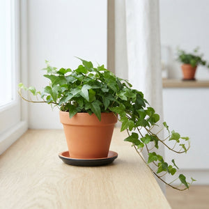 Mixed Hedera Helix Ivy – 13cm Pot