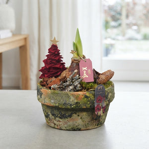 Red Poinsettia Arrangement – 18cm Terracotta Dish