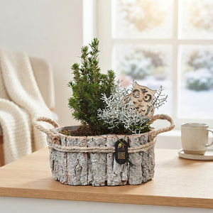 Winter Outdoor Arrangement – 22cm Oval Wooden Pot